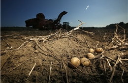 Các nhà khoa học Mỹ nghiên cứu giống khoai tây có khả năng chống chịu biến đổi khí hậu