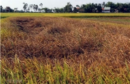 Hạn chế thiệt hại do sâu bệnh gây ra cho lúa Đông Xuân