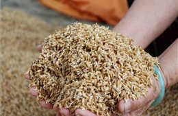 Hàng nghìn ha lúa vụ Đông Xuân vừa gieo sạ bị ngập úng