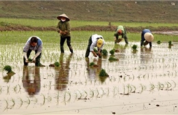 Hà Nội còn gần 570 ha chưa có nước gieo cấy vụ Đông Xuân