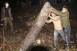 Hà Tĩnh: Tạm giữ 4 người liên quan đến việc cưa hạ cây thông ở chùa Chân Tiên
