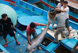 Ngư dân trúng đậm cá ngừ đại dương chuyến biển cuối năm