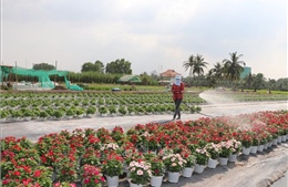 Diện tích trồng hoa kiểng Tết ở Long An giảm đến 50%