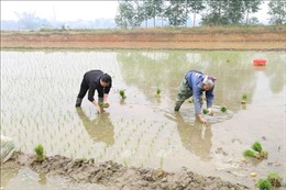 98,5% diện tích đã có nước cho gieo cấy vụ Đông Xuân