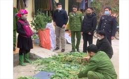 Hà Giang liên tiếp phát hiện người dân trồng cây thuốc phiện trái phép