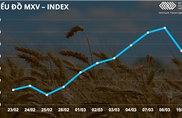 Bản tin MXV 11/3: Lúa mì biến động rất mạnh sau khi giảm kịch sàn