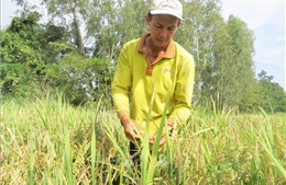 Nhân rộng mô hình sản xuất lúa hữu cơ trên đất sen hồng