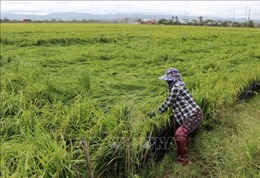 Phú Yên: Khẩn trương tiêu úng cứu diện tích lúa Đông Xuân 