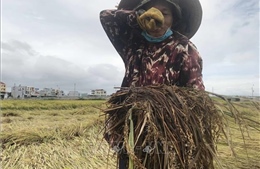 Lúa bị ngập úng do mưa lớn, nông dân Bình Định thiệt hại nặng 