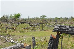 Xác định được hơn 387 ha rừng bị phá ở Ea Súp, Đắk Lắk