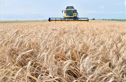 LHQ cảnh báo Ukraine không có đủ năng lực dự trữ ngũ cốc