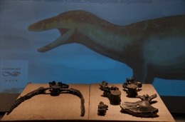 Phát hiện hóa thạch của một loài khủng long lớn nhất từ trước đến nay