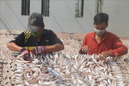 Phát triển kinh tế vùng ĐBSCL: Hiện đại hóa khai thác hải sản