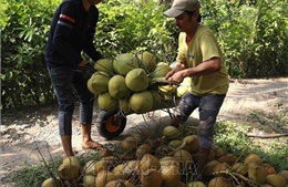 Tiền Giang: Giá dừa trái tăng gấp đôi
