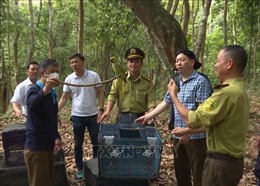 135 cá thể động vật hoang dã được thả về môi trường tự nhiên ở Quảng Bình