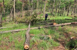 Lâm Đồng: Khẩn trương điều tra, xử lý vụ phá rừng phòng hộ ở huyện Đức Trọng