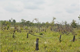 Vụ phá hơn 380 ha rừng tại Đắk Lắk: Hai lãnh đạo xã bị kỷ luật, công an tiếp tục điều tra
