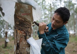 Lai Châu phát triển cây cao su bền vững