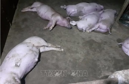 Sét đánh chết 12 con lợn của một hộ gia đình ở Hương Sơn, Hà Tĩnh