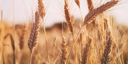 EC thúc đẩy sản xuất ngũ cốc để ứng phó khủng hoảng lương thực