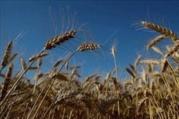 Indonesia kêu gọi G7 hỗ trợ xuất khẩu lúa mì từ Ukraine