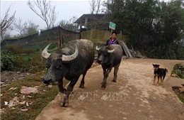 Giá trâu, bò giảm, người chăn nuôi ở Lào Cai &#39;tiến thoái lưỡng nan&#39;