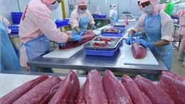 Xuất khẩu cá ngừ nhiều biến động