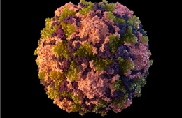 Mỹ phát hiện ca bệnh bại liệt đầu tiên sau gần 10 năm