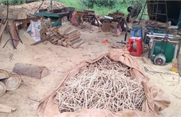 Gia Lai: Xác minh vụ cất giữ 76 lóng gỗ trong rẫy