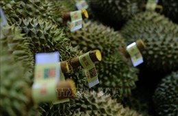 Lâm Đồng có thêm 32 mã số vùng trồng sầu riêng được xuất khẩu sang Trung Quốc