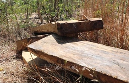 Kon Tum: Phát hiện thêm 2 điểm tập kết gỗ lậu ở Đăk Pxi