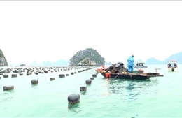 Quảng Ninh: Không có vùng cấm trong xử lý sai phạm nuôi biển