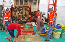 Bộ đội Biên phòng Cà Mau tịch thu 25.000 lít dầu không rõ nguồn gốc