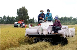 Thị trường nông sản: Giá gạo tăng/giảm tùy loại