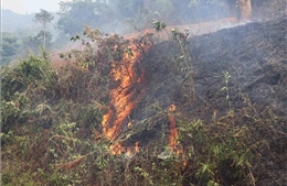 Cấp bách phòng cháy, chữa cháy rừng
