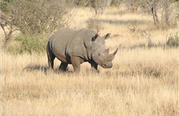 Nam Phi: Kết án 3 kẻ săn trộm tê giác tổng cộng hơn 100 năm tù giam
