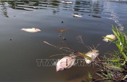 Liên tiếp phát hiện cá chết hàng loạt ở huyện Nam Trà My (Quảng Nam)