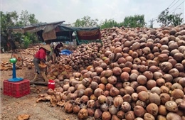 Người trồng dừa Bến Tre phấn khởi khi giá tăng trở lại