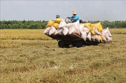 Thị trường nông sản: Giá lúa tăng, giảm trái chiều