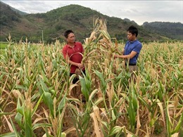 Sản xuất nông nghiệp ở Lai Châu gặp khó do khô hạn