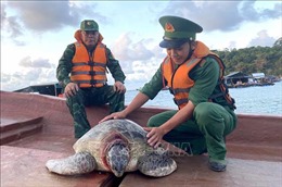 Vận động ngư dân thả rùa biển 80 kg về đại dương