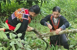 Nguồn thu bền vững cho người dân từ trồng rừng