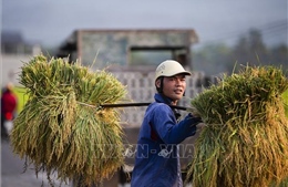 Thị trường nông sản tuần qua: Giá gạo giảm nhẹ