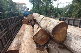 Khởi tố hai đối tượng vận chuyển trái phép hàng chục mét khối gỗ Kơnia