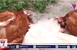 Chăn nuôi gà thiệt hại nặng nề do mất điện