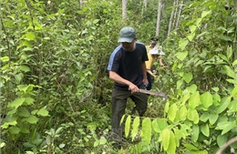 Các huyện miền núi Thanh Hoá nỗ lực giữ rừng mùa nắng nóng