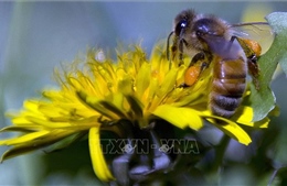 Bang Tây Australia đối mặt với thiếu nguồn cung mật ong 