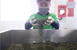 Lâm Đồng khuyến cáo doanh nghiệp không sử dụng hoá chất nhuộm chè