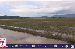 Mưa lũ khiến gần 1.300 ha lúa ở Đắk Lắk bị ngập