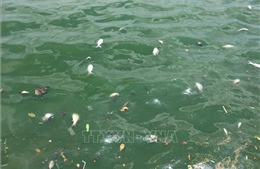 Hiện tượng cá chết nổi tại hồ Tây đã giảm đáng kể